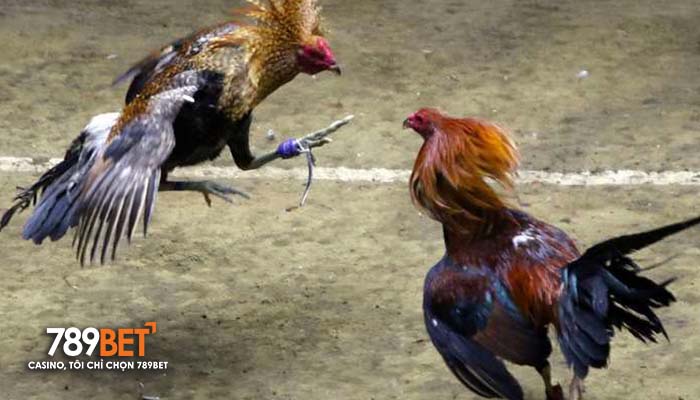Các trận đấu tại Đá Gà 789BET được phát trực tiếp sắc nét