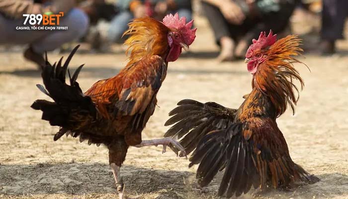 Giới thiệu đá gà cựa sắt tại 789BBET